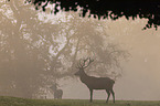 standing Red Deers