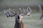 Red Deer portrait