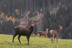 red deer