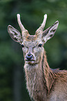 red deer