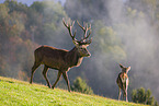 red deer