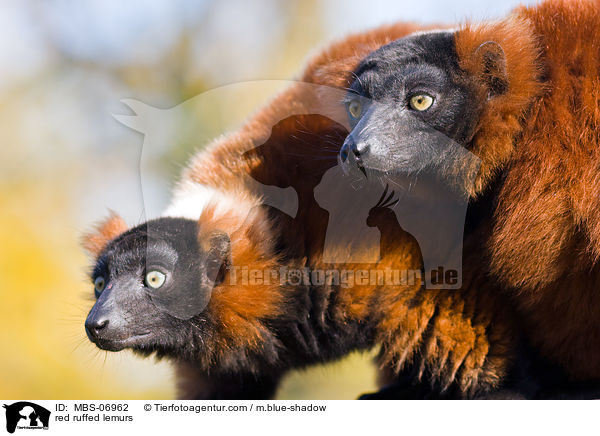 red ruffed lemurs / MBS-06962