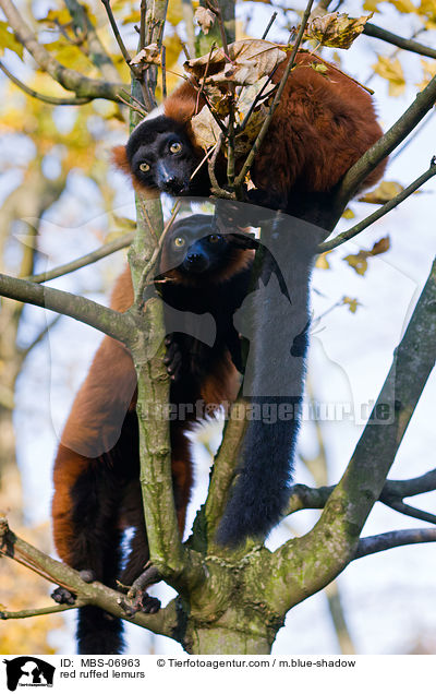 red ruffed lemurs / MBS-06963