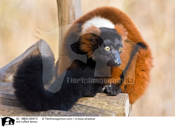 red ruffed lemur / MBS-06973
