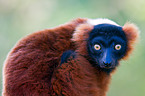 red ruffed lemur