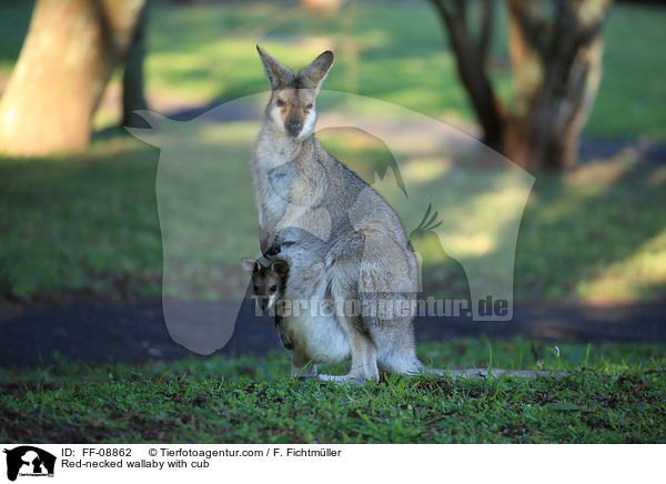 Red-necked wallaby with cub / FF-08862