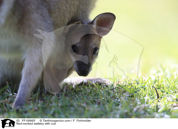 Red-necked wallaby with cub / FF-08865