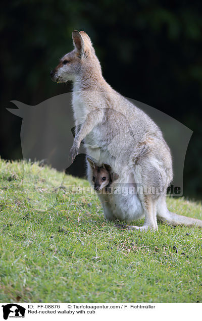 Red-necked wallaby with cub / FF-08876