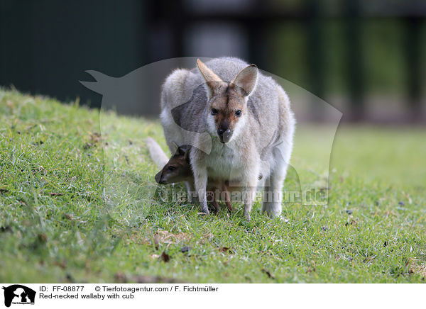 Red-necked wallaby with cub / FF-08877