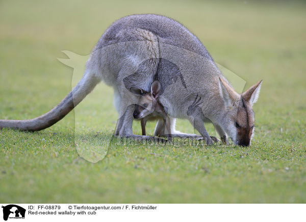 Red-necked wallaby with cub / FF-08879