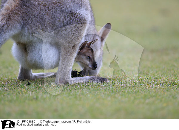 Red-necked wallaby with cub / FF-08886