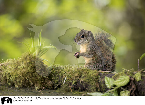 Rotschwanzhrnchen / red-tailed squirrel / FLPA-04816