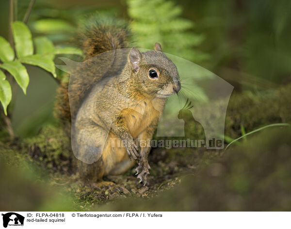 Rotschwanzhrnchen / red-tailed squirrel / FLPA-04818
