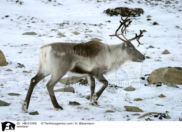 reindeer / HB-01069