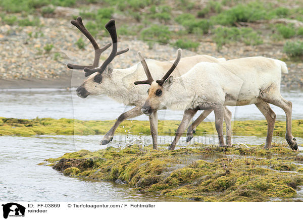 reindeer / FF-03869