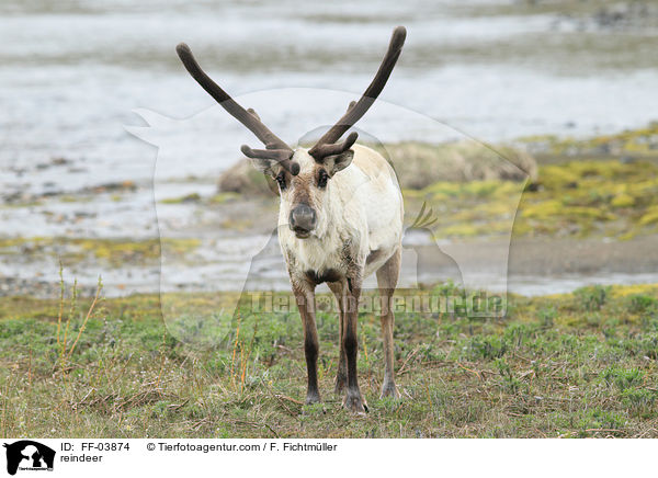 reindeer / FF-03874