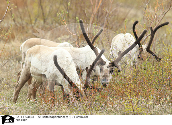 Rentiere / reindeer / FF-03883