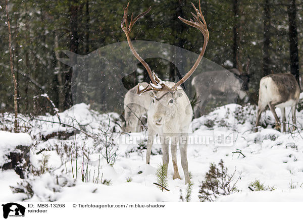 reindeer / MBS-13268