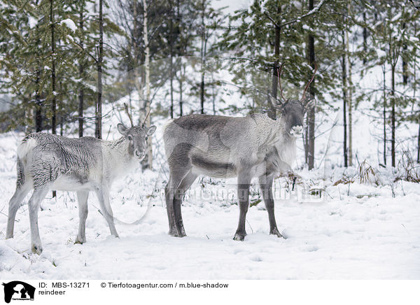 reindeer / MBS-13271