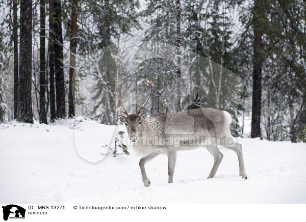 reindeer / MBS-13275