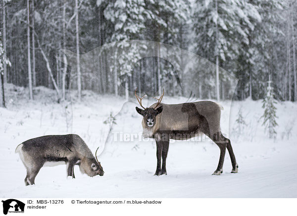 reindeer / MBS-13276