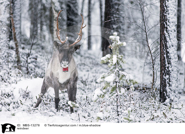 reindeer / MBS-13278