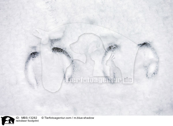 reindeer footprint / MBS-13282