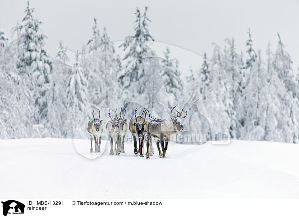 reindeer / MBS-13291