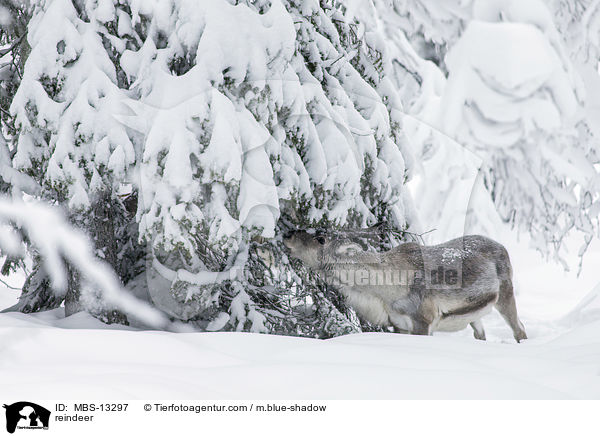 reindeer / MBS-13297