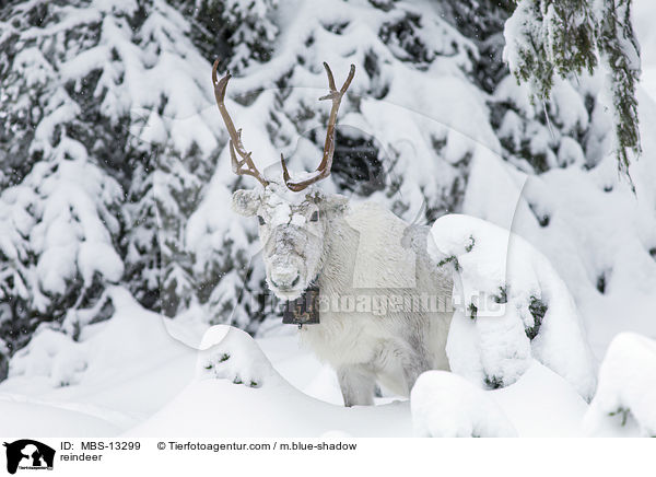 Rentier / reindeer / MBS-13299