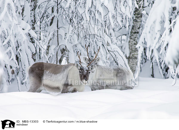 reindeer / MBS-13303