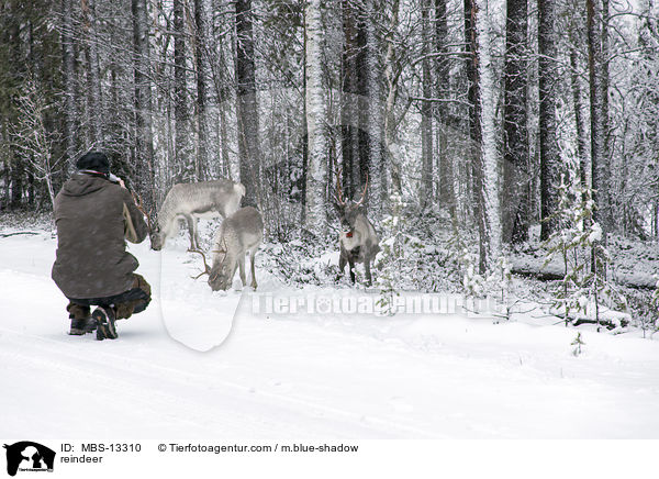 reindeer / MBS-13310