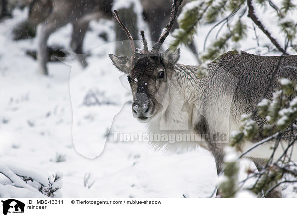 Rentier / reindeer / MBS-13311
