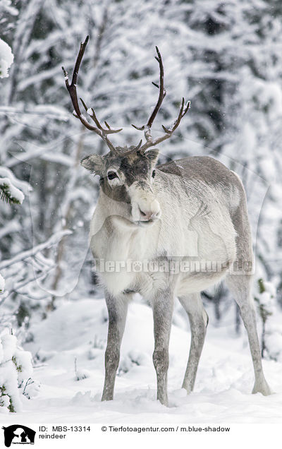 reindeer / MBS-13314