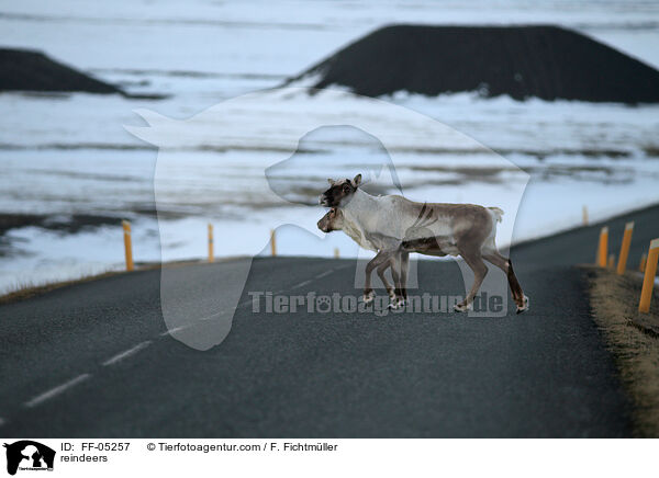 reindeers / FF-05257