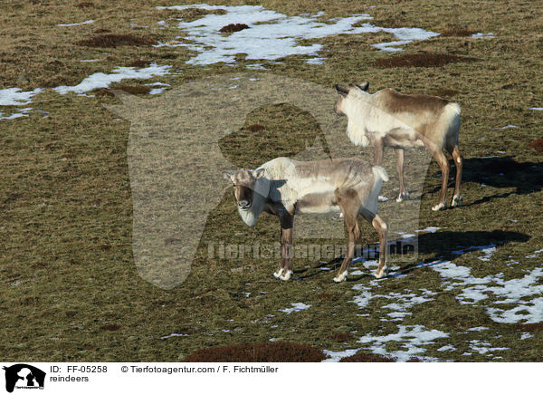 reindeers / FF-05258