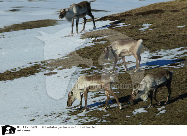 reindeers / FF-05263