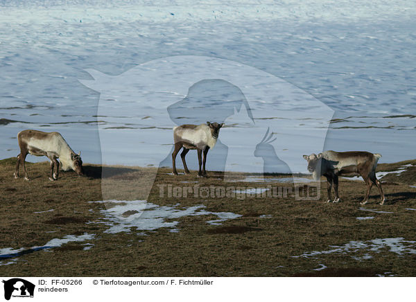 Rentiere / reindeers / FF-05266