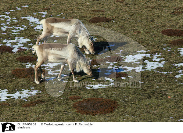 reindeers / FF-05268