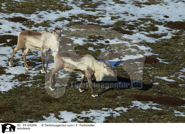 reindeers / FF-05269