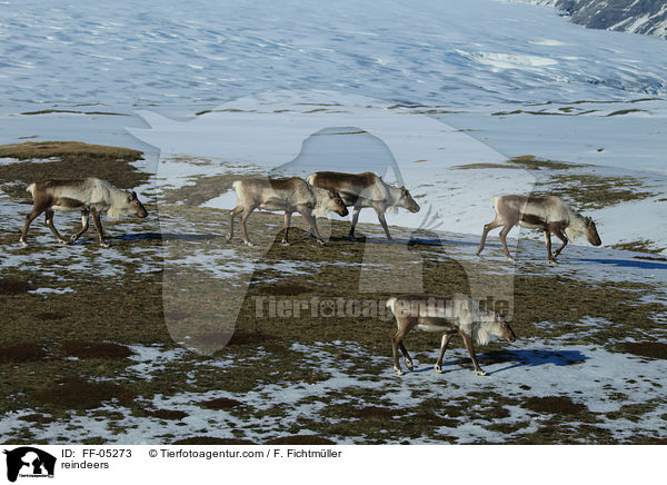 reindeers / FF-05273