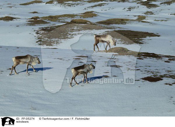Rentiere / reindeers / FF-05274