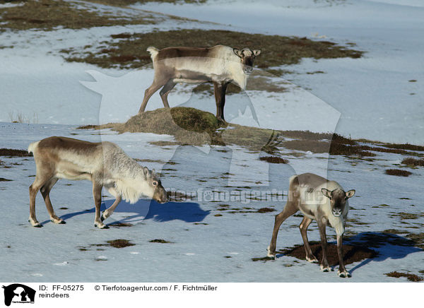 reindeers / FF-05275
