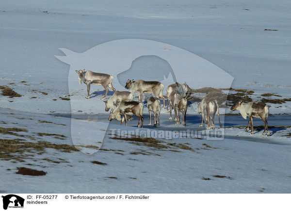 reindeers / FF-05277