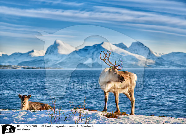 reindeers / JR-02768