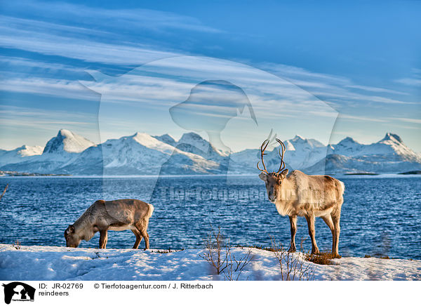 Rentiere / reindeers / JR-02769