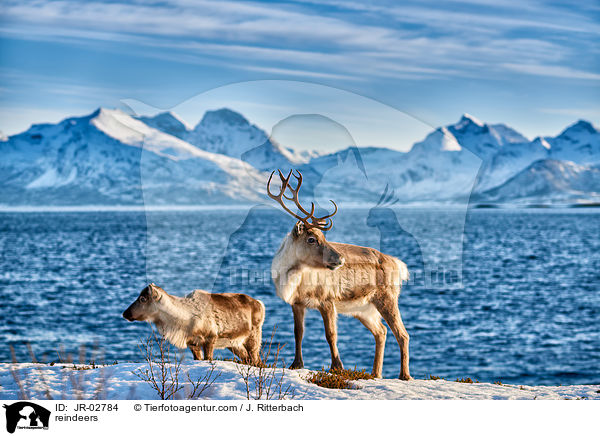 reindeers / JR-02784