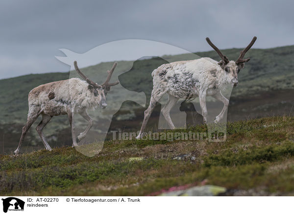 reindeers / AT-02270