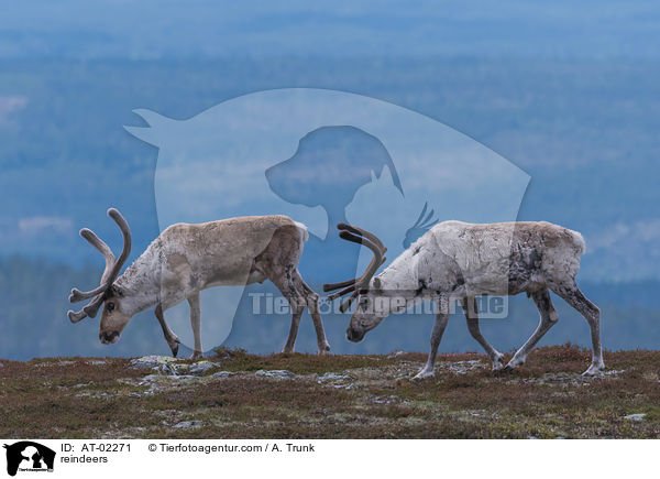 Rentiere / reindeers / AT-02271
