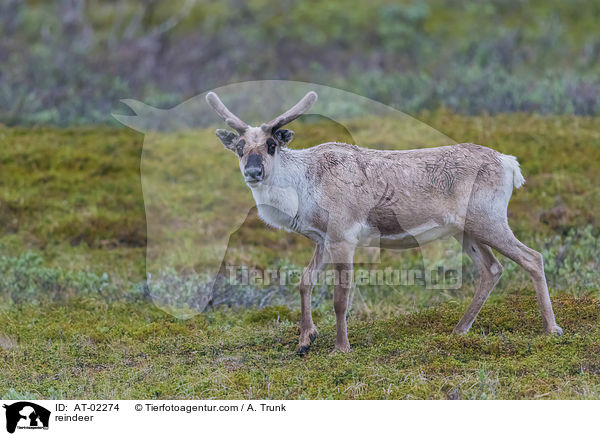 reindeer / AT-02274